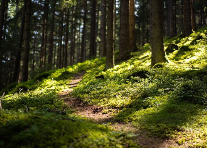 Stig i skogen